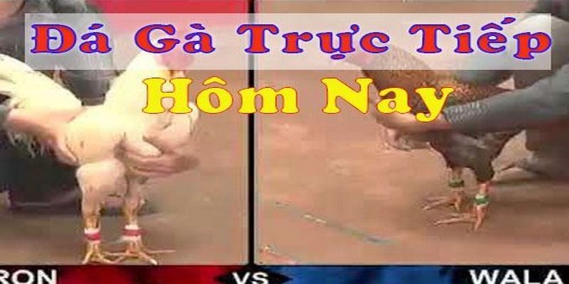 Đá Gà Trực Tiếp Hấp Dẫn Tại Nhà Cái Uy Tín Số 1 Châu Á 4 da-ga-truc-tiep-hom-nay