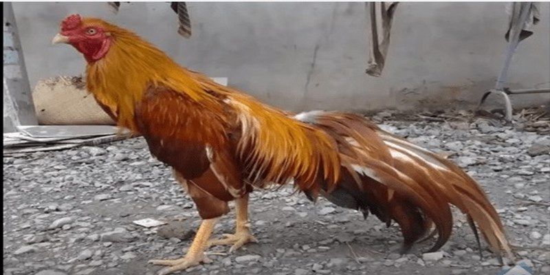 Bật Mí Cách Cược Gà Khét - Cách nhận biết chiến kê bất bại 5 ga-khet-dep