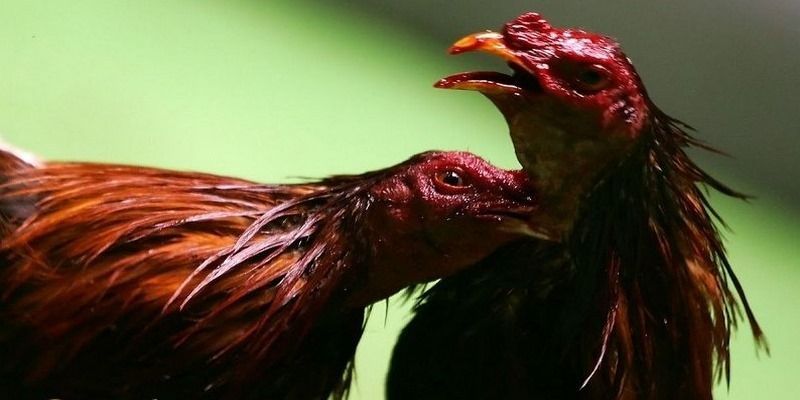 Luật Chơi Đá Gà Online Anh Em Cần Nắm Rõ Trước Khi Đặt Cược 5 luat-choi-da-ga-chi-tiet