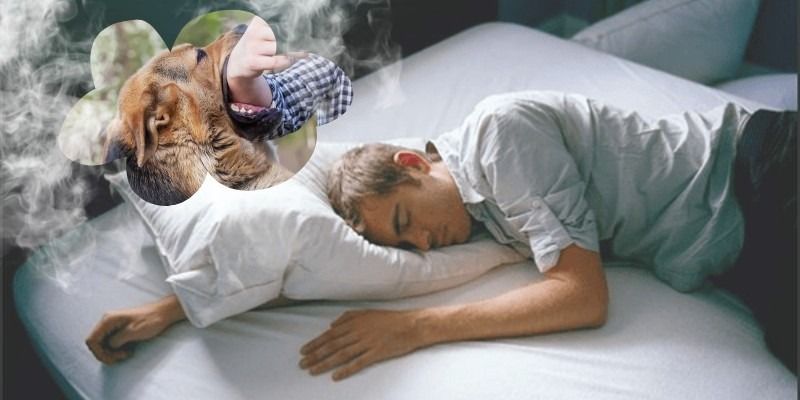 Giải mã giấc mơ thấy chó là điềm báo gì? Lành hay dữ chi tiết nhất 7 Mo-thay-cho-can