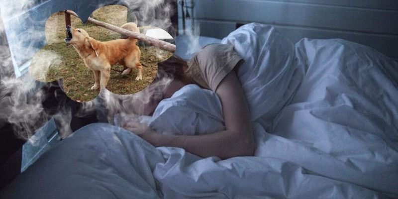 Giải mã giấc mơ thấy chó là điềm báo gì? Lành hay dữ chi tiết nhất 9 Mo-thay-cho-sua