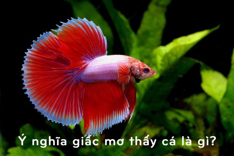 Nằm mơ thấy cá đánh số gì? Giải mã giấc mơ thấy cá chi tiết 6 Ý nghĩa của giấc mơ thấy cá