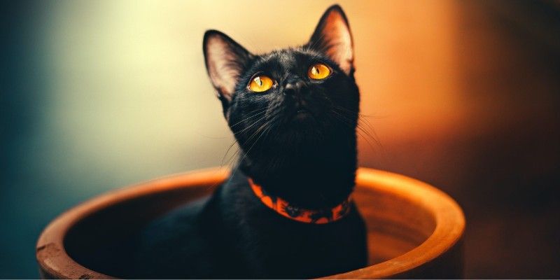 Ý nghĩa giấc mơ thấy mèo là điềm lành hay dữ? Đánh số mấy? 5 Mo-thay-meo-den