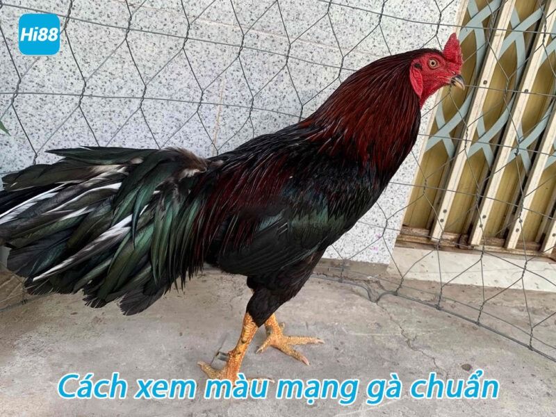 Xem màu mạng gà đá - Bảng 80 màu mạng đá gà mới nhất 8 Hướng dẫn cách xem màu mạng gà đá hôm nay