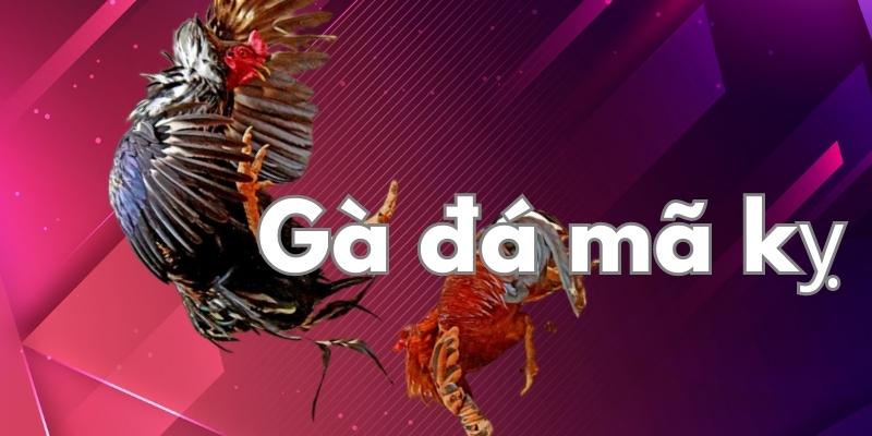 12 thế gà đá đòn độc, hiểm kết liễu đối thủ 8 Gà đá mã kỵ tập trung đá từ trên cao, tấn công vào phần lưng - nơi tập trung nhiều cơ quan nội tạng