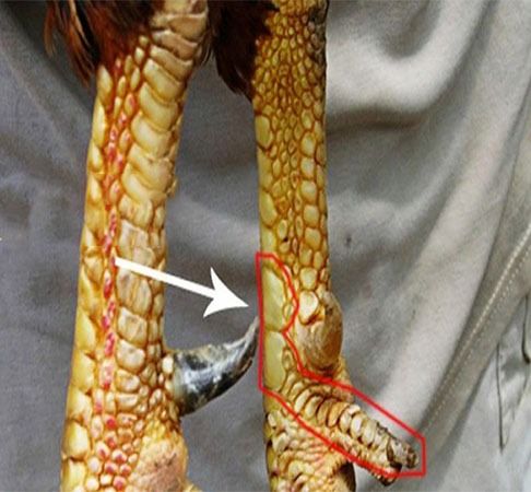 Top vảy gà chọi độc, hiếm thấy được các sư kê săn đón 41 Xem vảy linh giáp tử