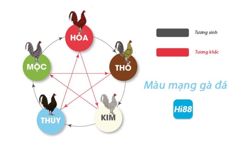 Xem màu mạng gà đá - Bảng 80 màu mạng đá gà mới nhất 5 Màu mạng đá gà theo phong thủy