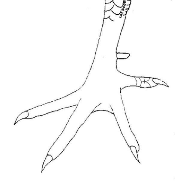 Top vảy gà chọi độc, hiếm thấy được các sư kê săn đón 50 Vảy nhân tự thới