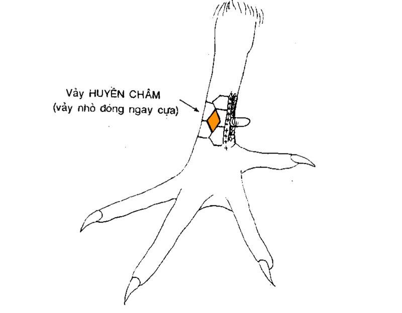 Top vảy gà chọi độc, hiếm thấy được các sư kê săn đón 56 Vảy huyền trâm