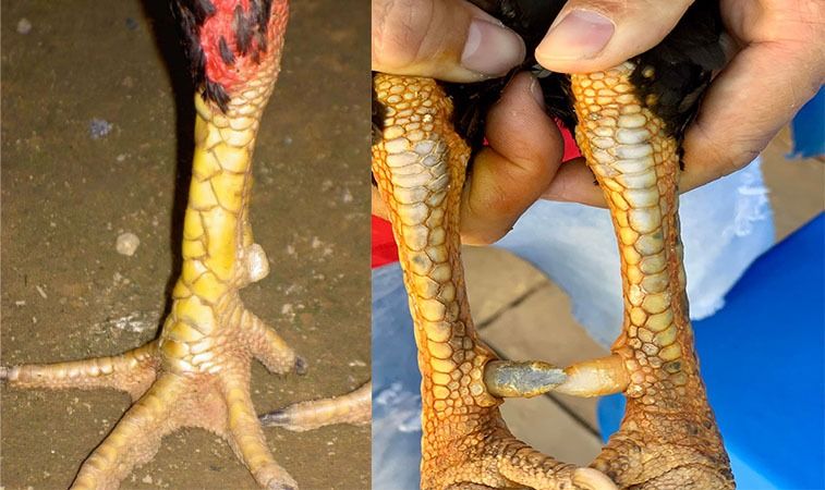 Top vảy gà chọi độc, hiếm thấy được các sư kê săn đón 37 Vảy liên giáp