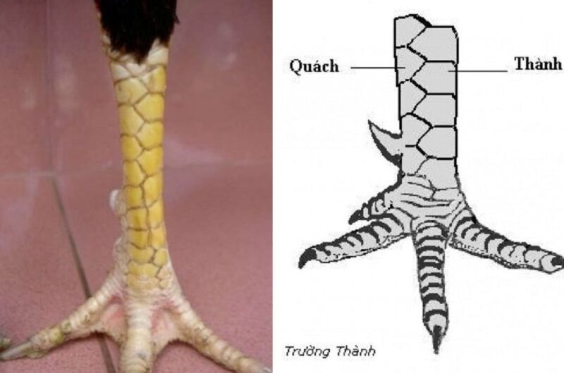 Top vảy gà chọi độc, hiếm thấy được các sư kê săn đón 42 Vảy trường thành