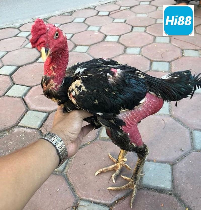 Chia sẻ cách chọn gà đá hay nhất, bách chiến bách thắng 8 Nên chọn gà đá từ giai đoạn 7-8 tháng tuổi