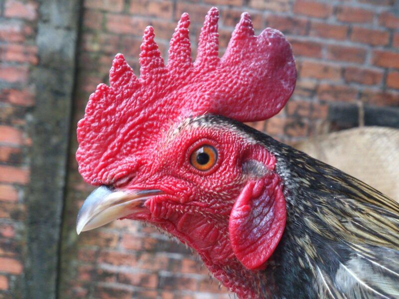 Hướng dẫn cách xem mắt gà chọi đẹp, chuẩn nhất 2023 6 Gà mắt vàng thau là một quý kê mà nhiều người yêu thích