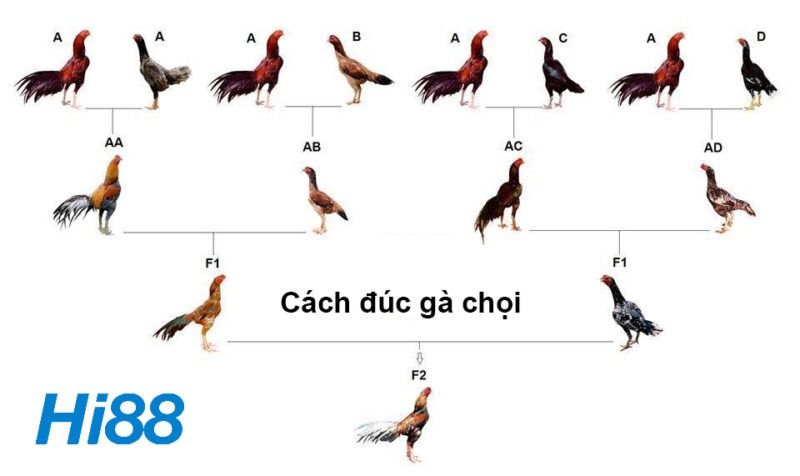 Kinh nghiệm đúc gà chọi tạo chiến kê giữ dòng thiện chiến 4 Đúc gà chợi nhằm tạo ra gà tốt hơn