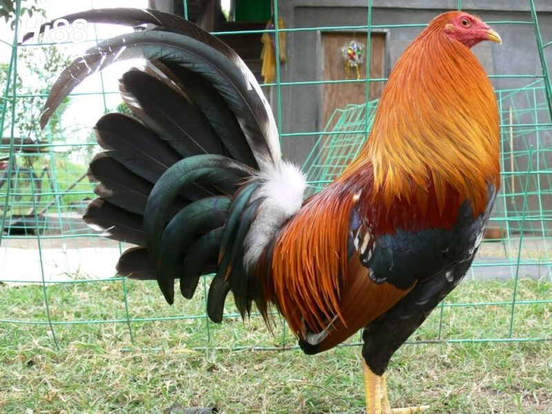 10 giống Gà chọi Mỹ thiện chiến được người chơi gà yêu thích 22 Giống gà Sweater