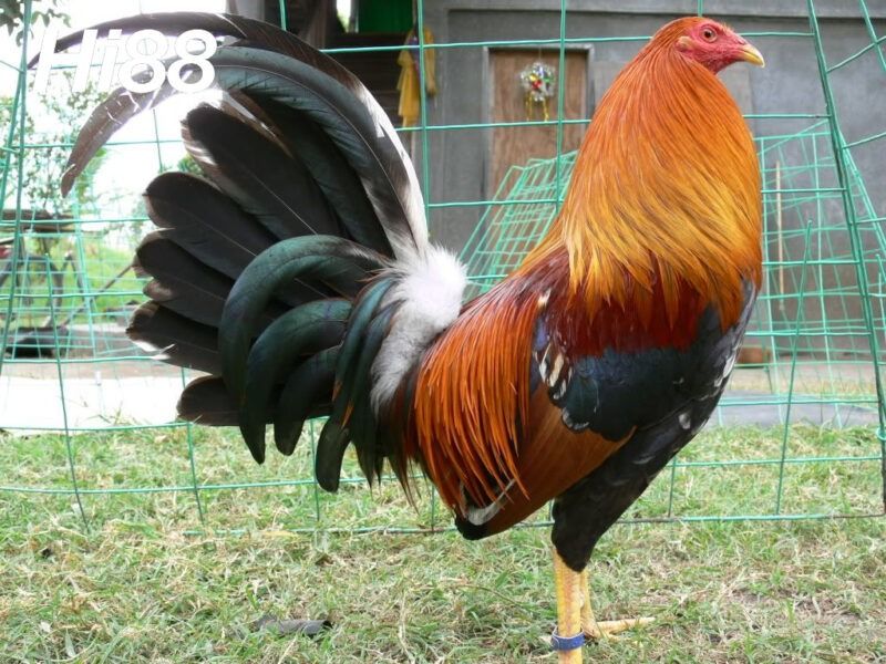 10 giống Gà chọi Mỹ thiện chiến được người chơi gà yêu thích 12 Các giống gà chọi Mỹ phổ biến nhất