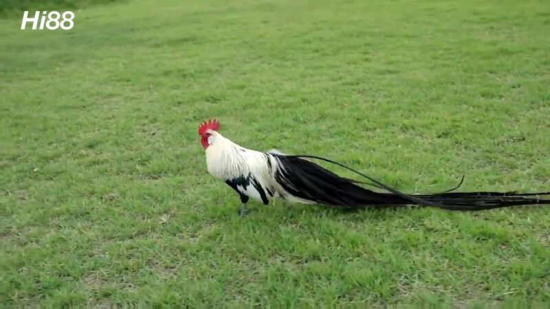 10 giống Gà chọi Mỹ thiện chiến được người chơi gà yêu thích 19 Gà Phoenix thường được nuôi làm cảnh