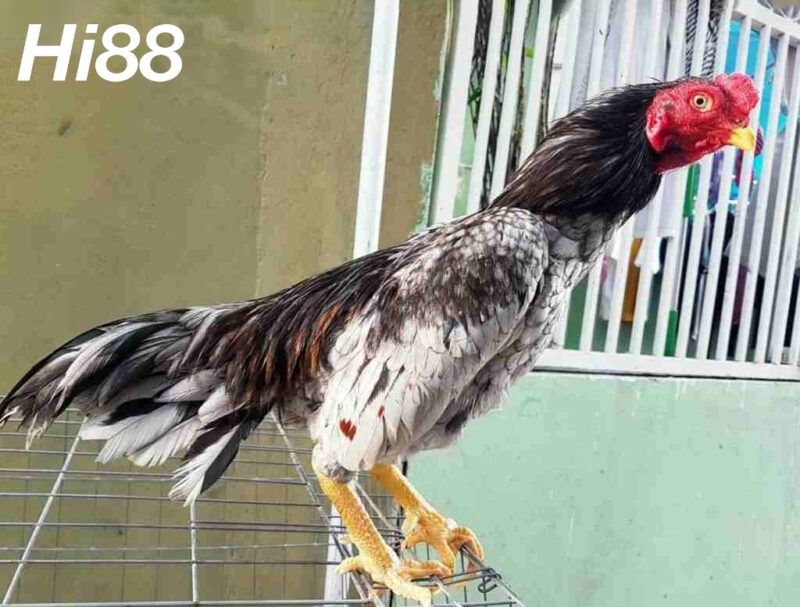 10 giống Gà chọi Mỹ thiện chiến được người chơi gà yêu thích 14 Giống gà Shamo