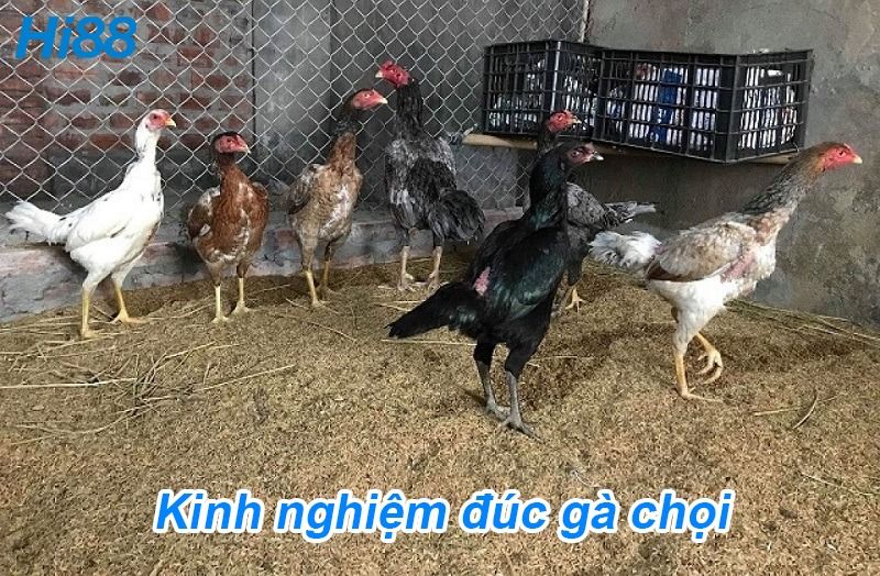 Kinh nghiệm đúc gà chọi tạo chiến kê giữ dòng thiện chiến 5 Kinh nghiệm đúc gà chọi