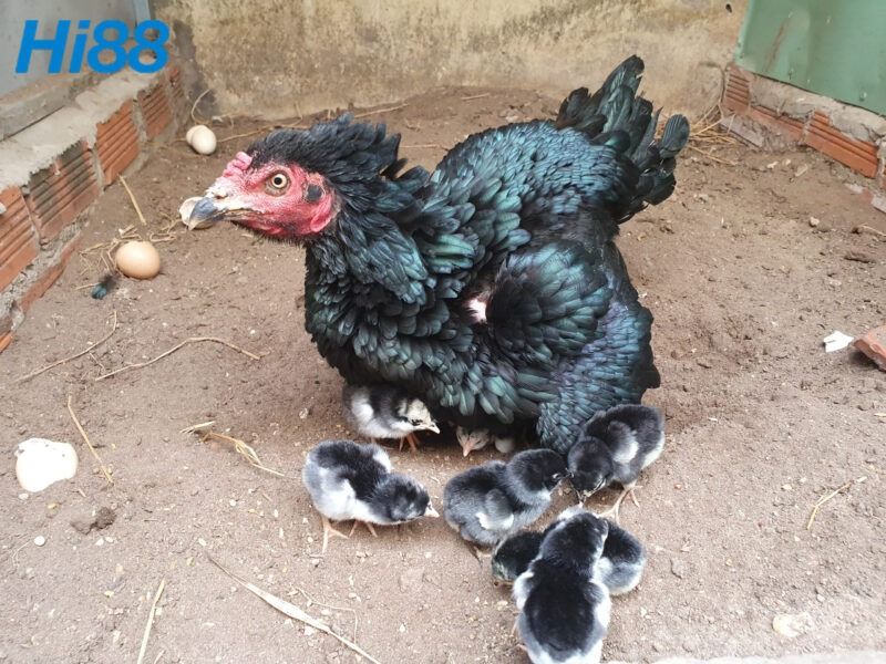 Kinh nghiệm đúc gà chọi tạo chiến kê giữ dòng thiện chiến 6 Những lưu ý khi đúc gà chọi